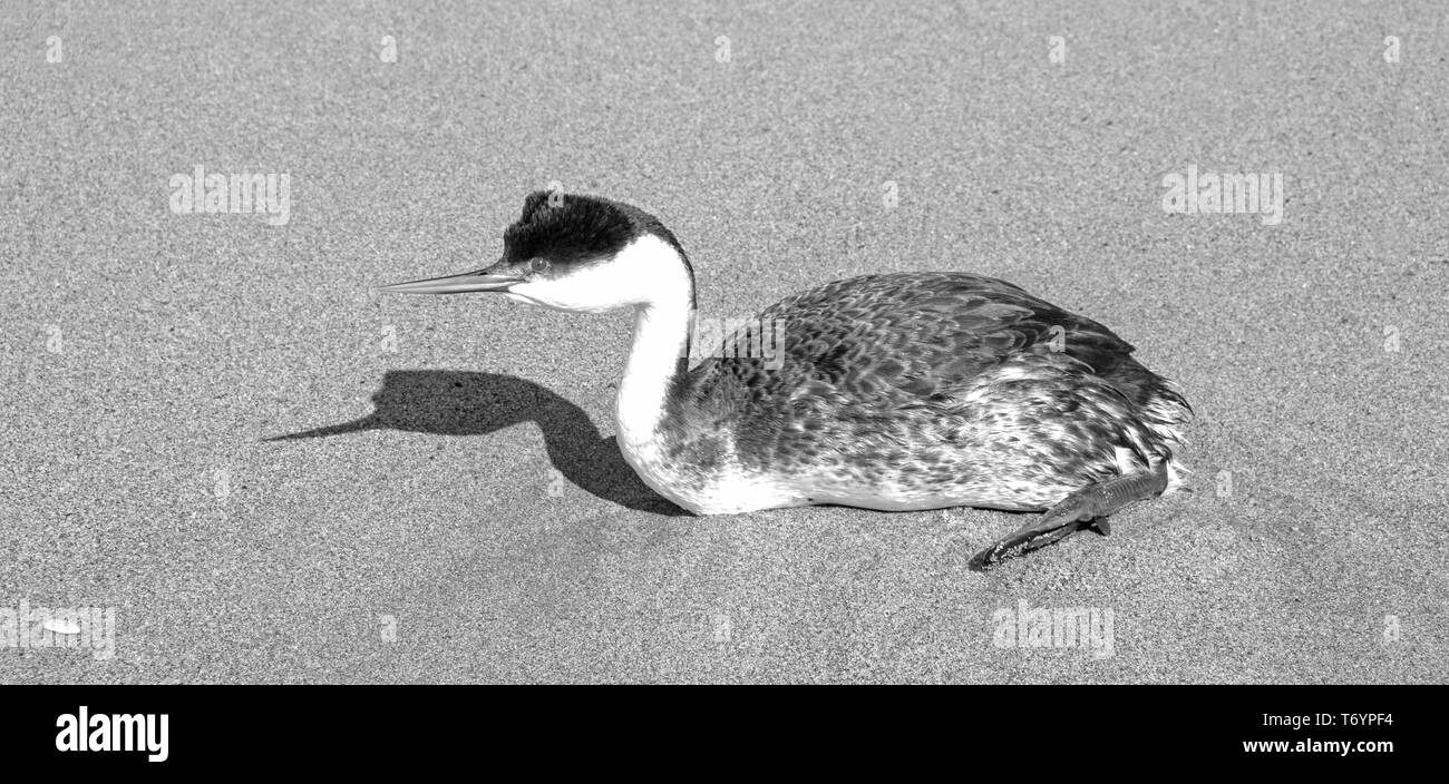 Western grebe [aechmophorus occidentalis] in black and white - Surfers Knoll beach at McGrath State Park in Ventura California United States Stock Photo