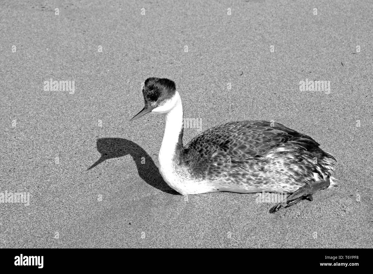 Western grebe and shadow on beach in Ventura California United States - black and white Stock Photo