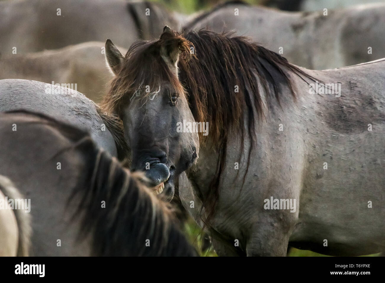 Wild horses grazing in the meadow on foggy summer morning. Stock Photo