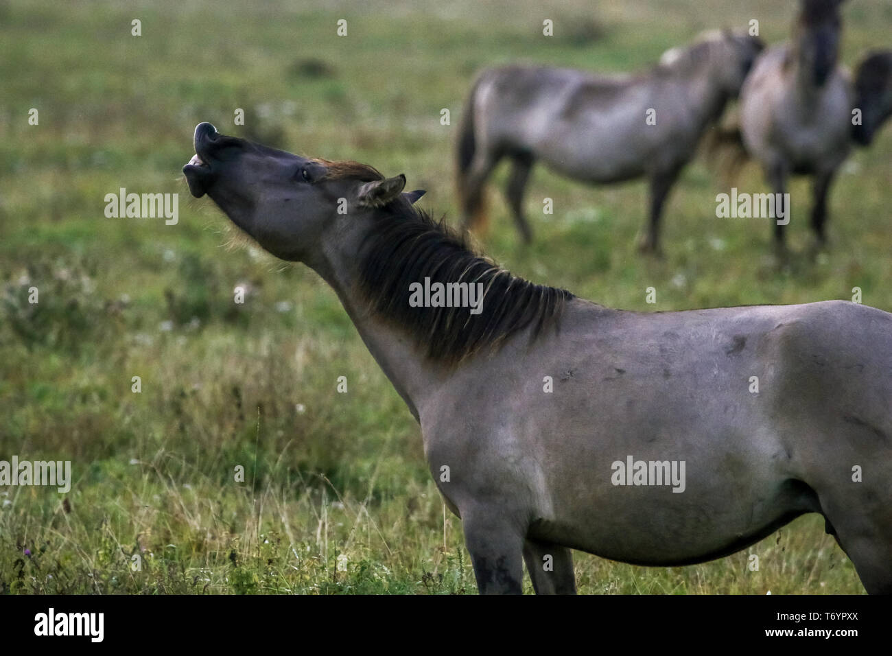 Wild horses grazing in the meadow on foggy summer morning. Stock Photo