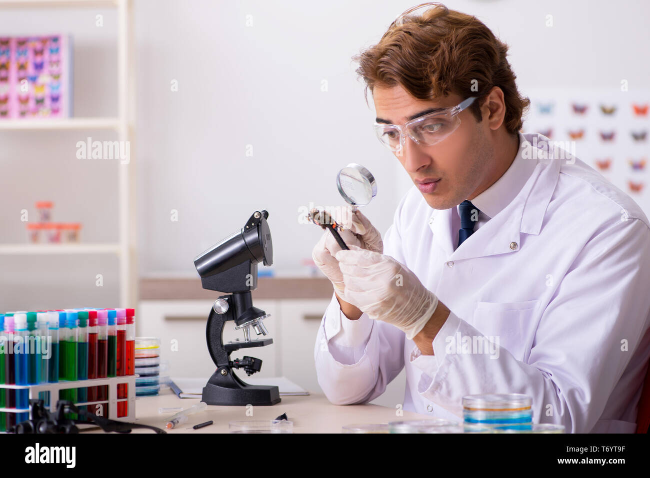 The scientist entomologist studying new butterfly species Stock Photo ...