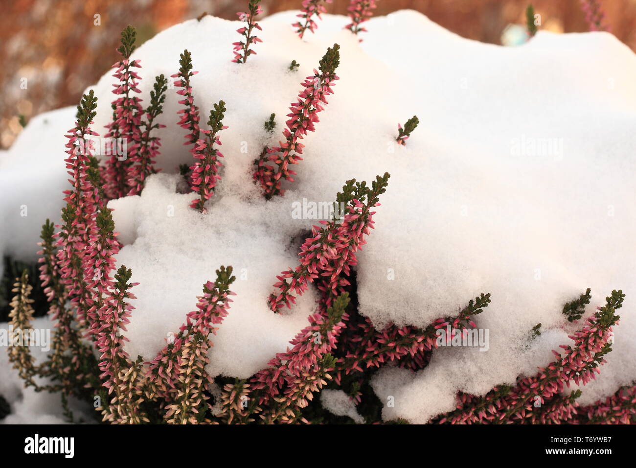 It is still flourishing. Stock Photo