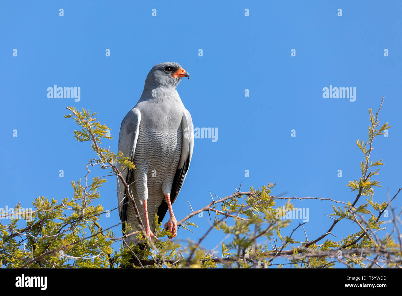 Namibian birds of prey hi-res stock photography and images - Alamy