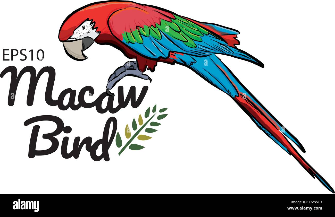 Macaw drawing hi-res stock photography and images - Alamy