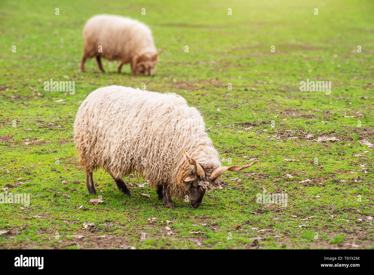 sheep eating grass Stock Photo - Alamy