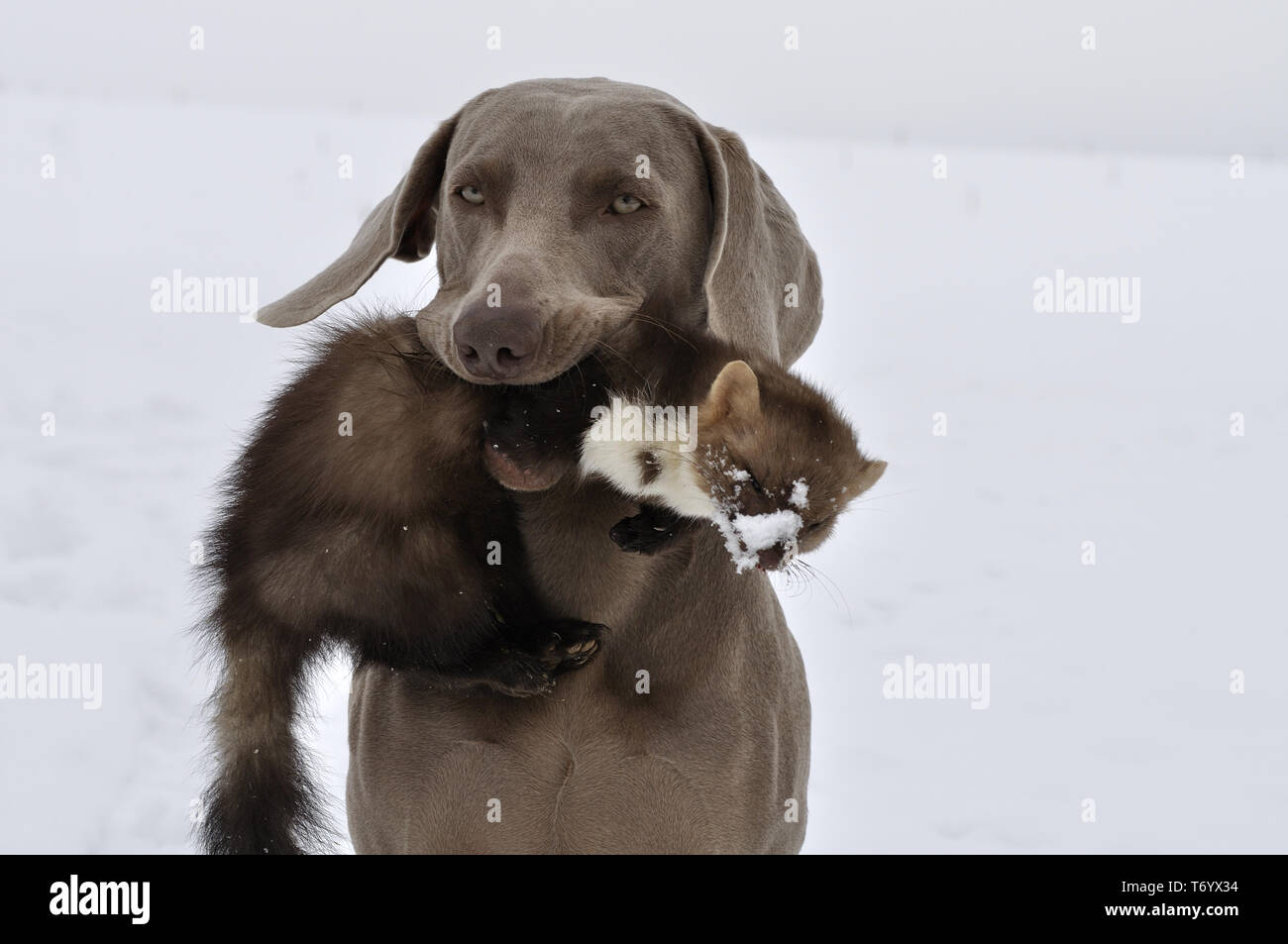hunting-dog fetsches a stone marten Stock Photo