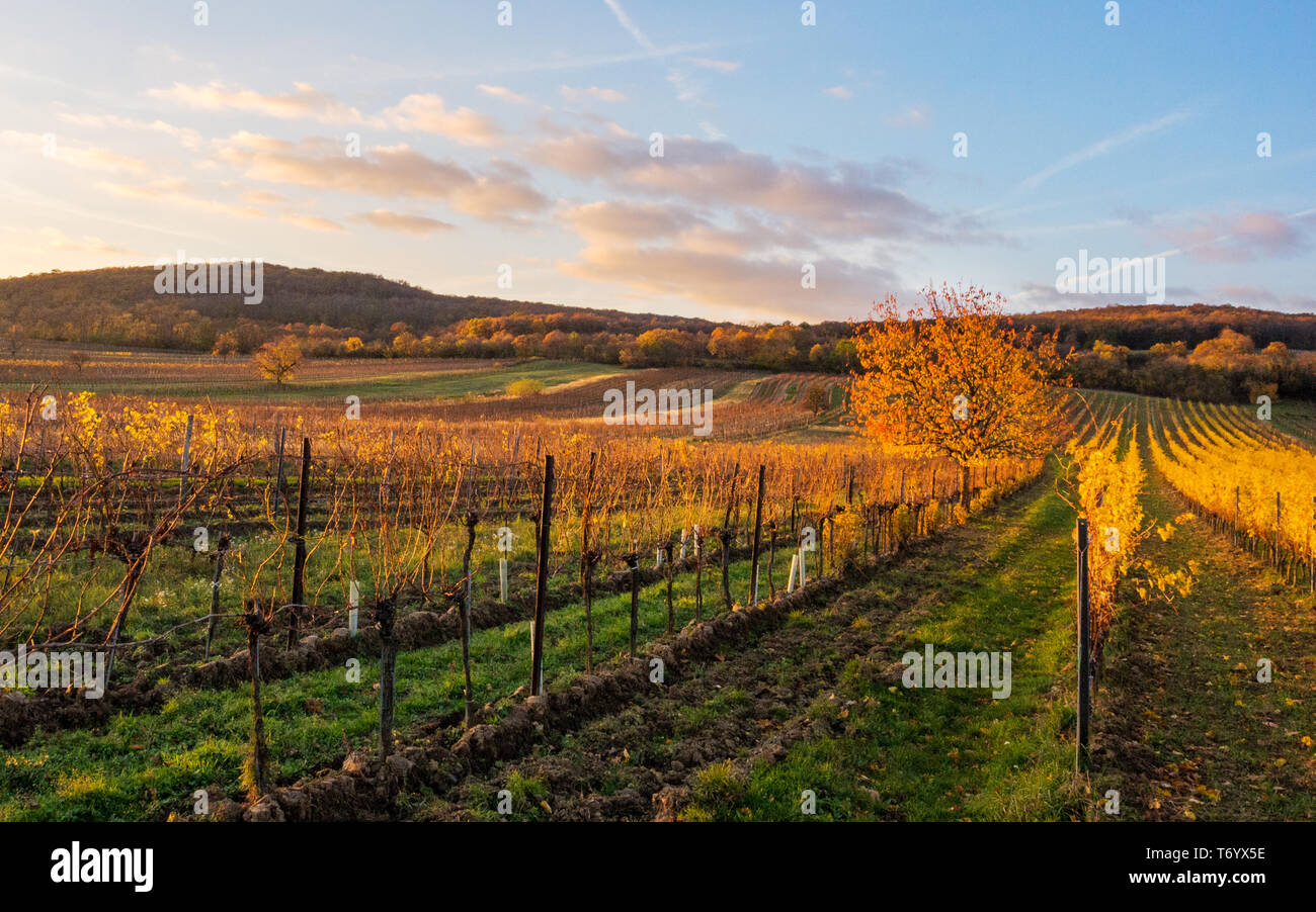 Autumn vineyard at St. Georgen in Burgenland Stock Photo
