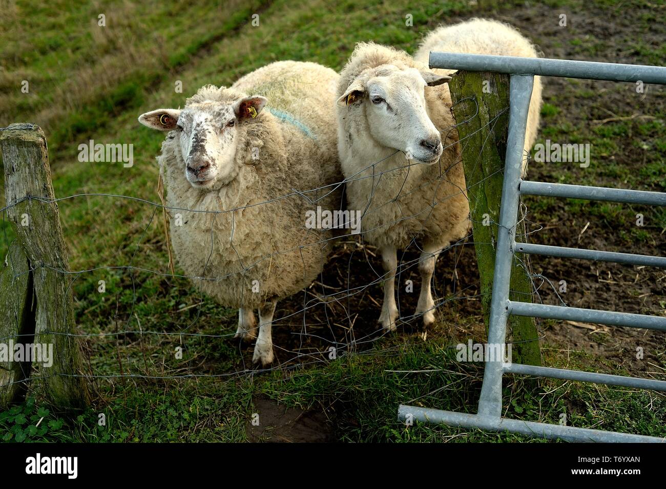 Sheep Gate Hi Res Stock Photography And Images Alamy