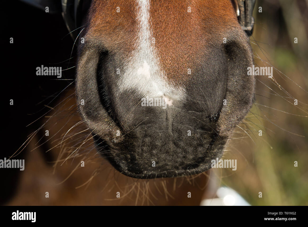 Horse nostrils Stock Photo