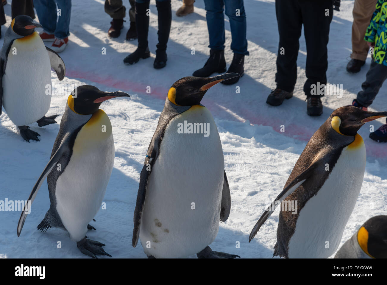 Penguin walk exercise clearance