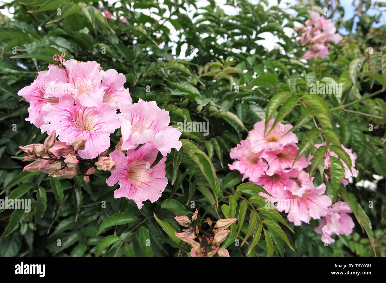 Pink blooming trumpet vine, Lanzarote Stock Photo