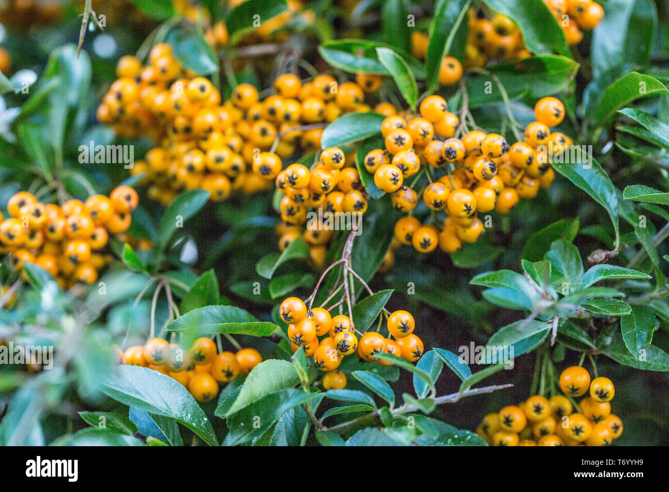 Firethorn with yellow berries Stock Photo