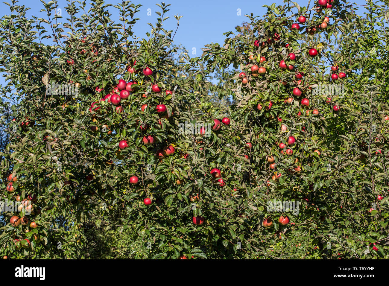 Apple tree with red ripe fruits Stock Photo - Alamy