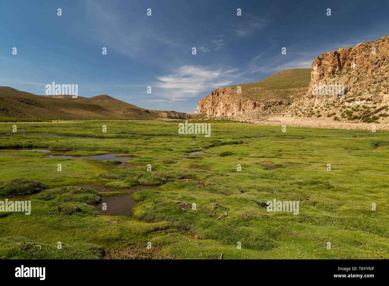 View to a flood-meadow in Bolivian Altiplano Stock Photo