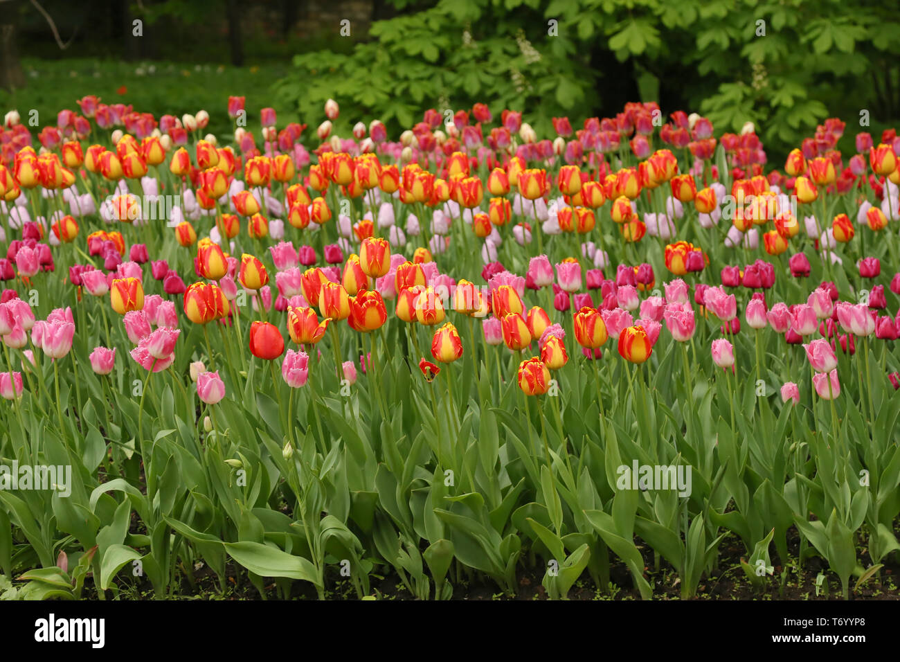 Spring flowers in a garden. Multicolored tulips Stock Photo