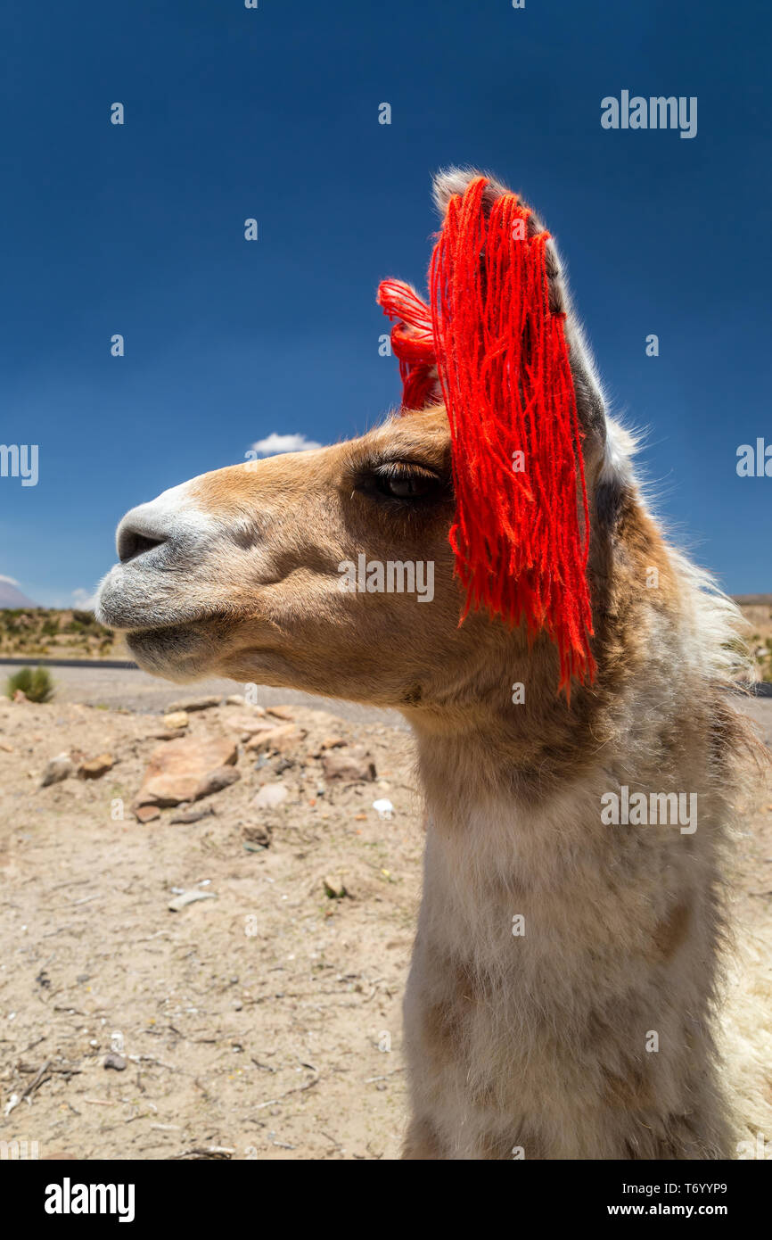 Lama wandering in a pasture Stock Photo