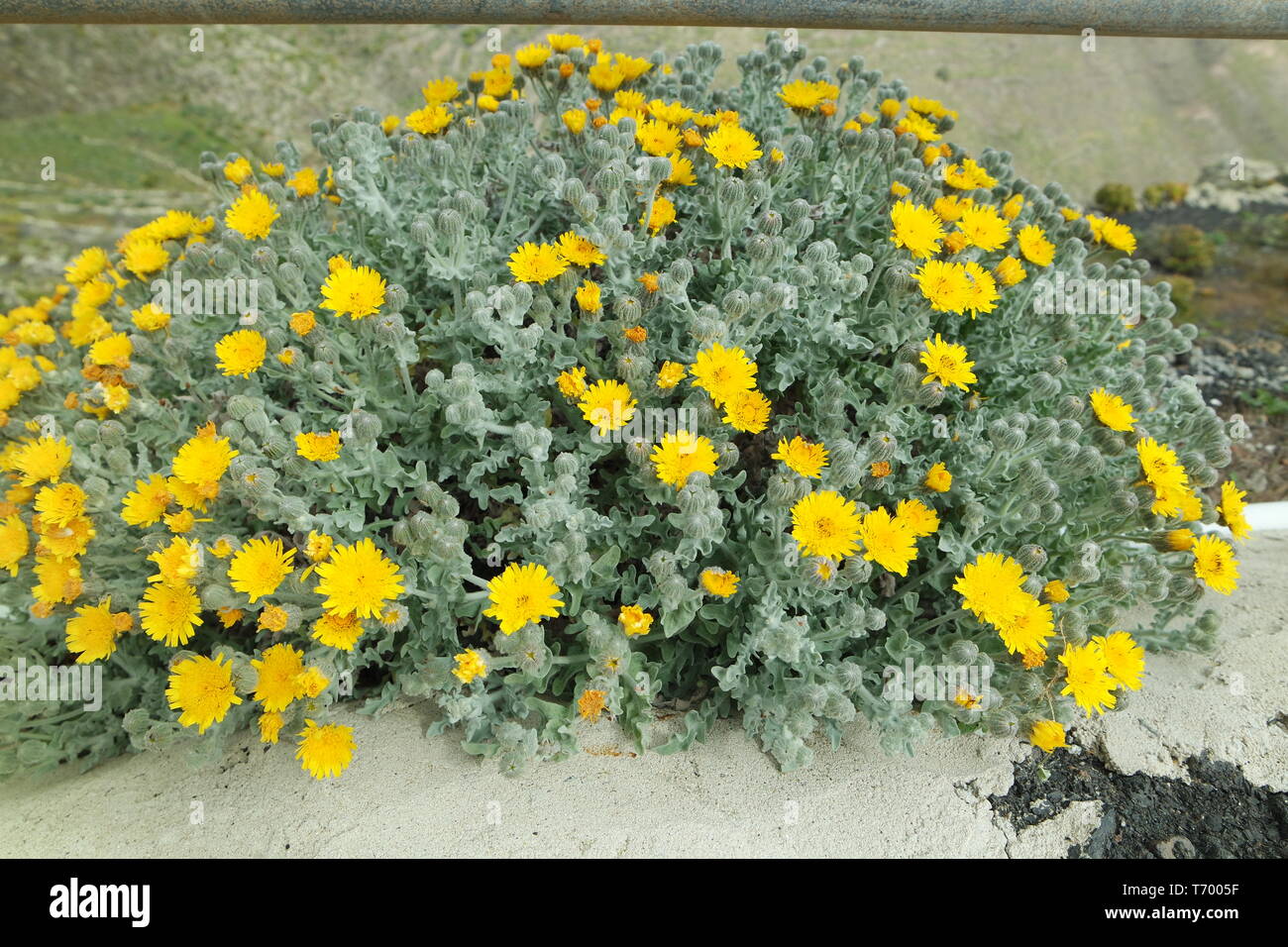 Roadside wildflowers hi-res stock photography and images - Alamy
