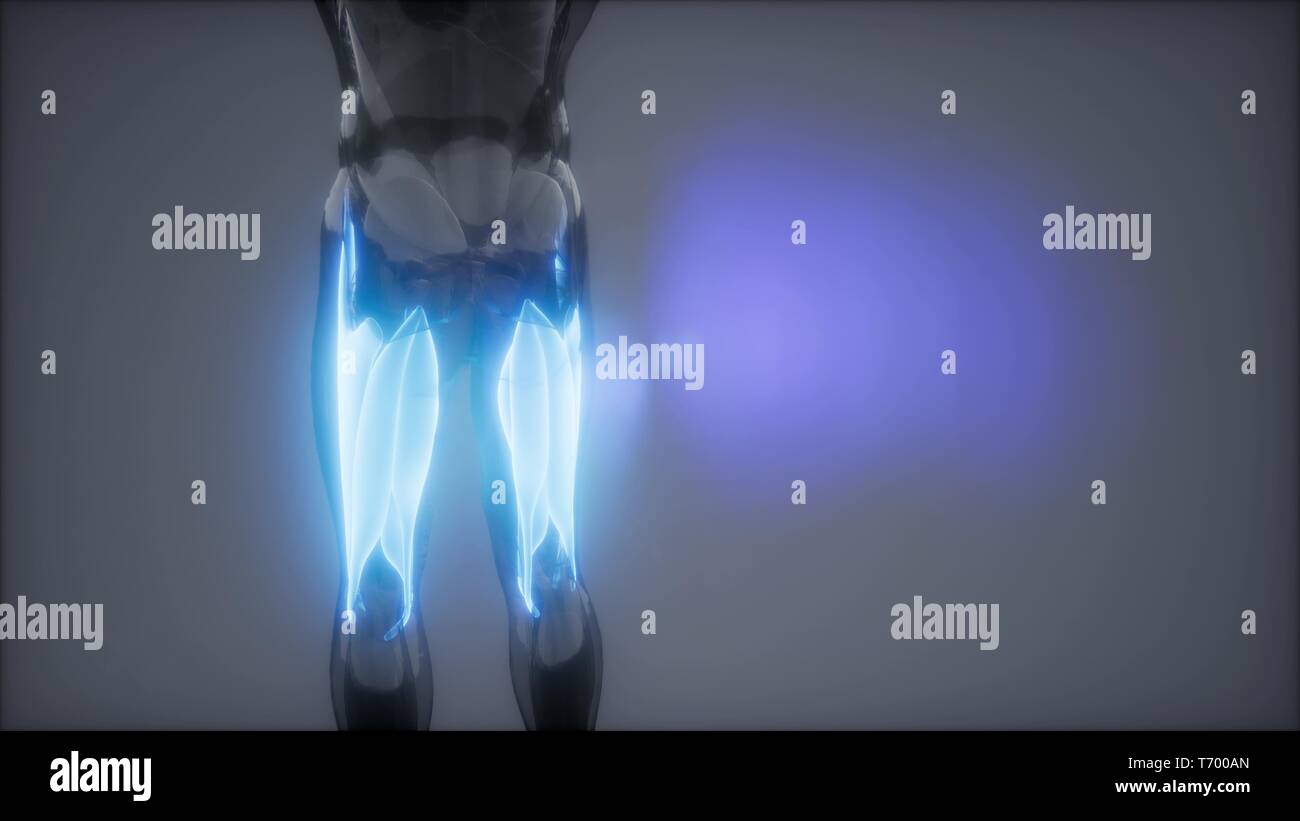 thigh muscles Visible muscle anatomy map Stock Photo Alamy