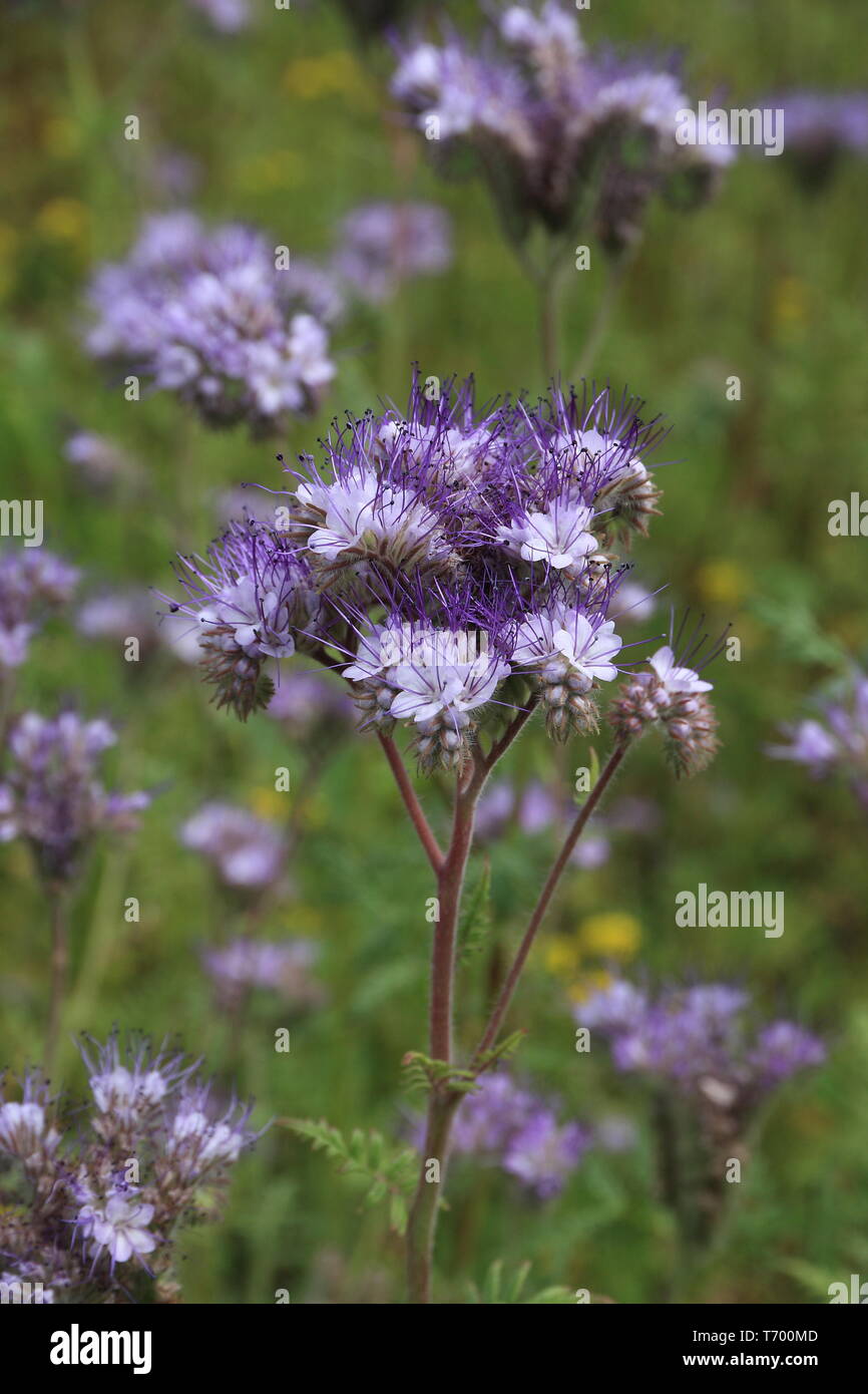 Flowering phacelia Stock Photo