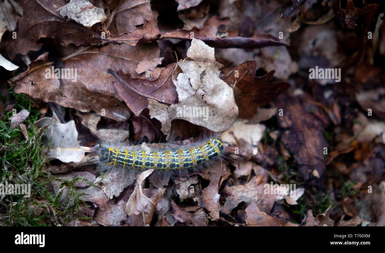 Caterpillar on leaves Stock Photo Alamy