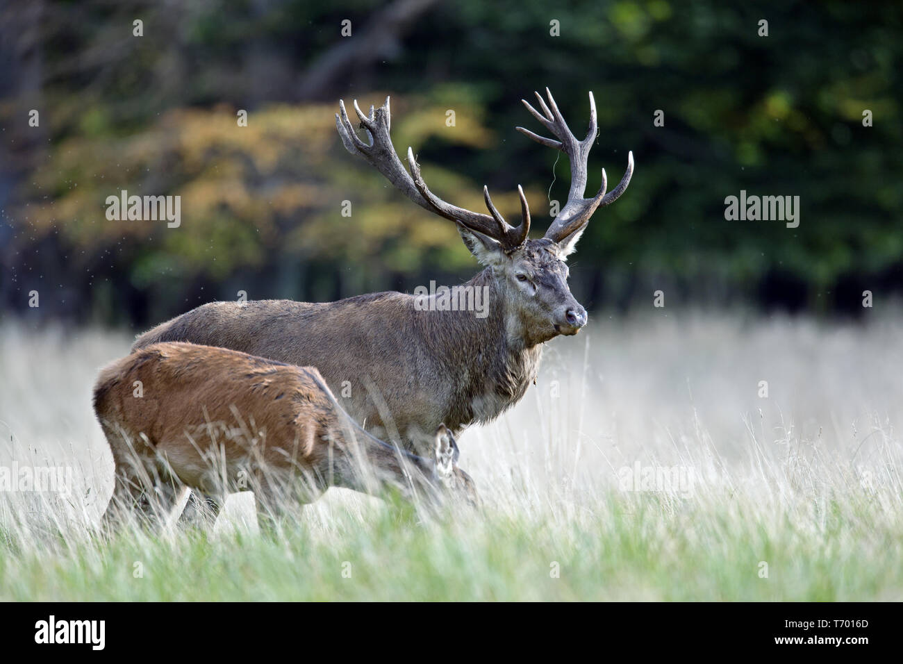 Red stag with hind Stock Photo - Alamy