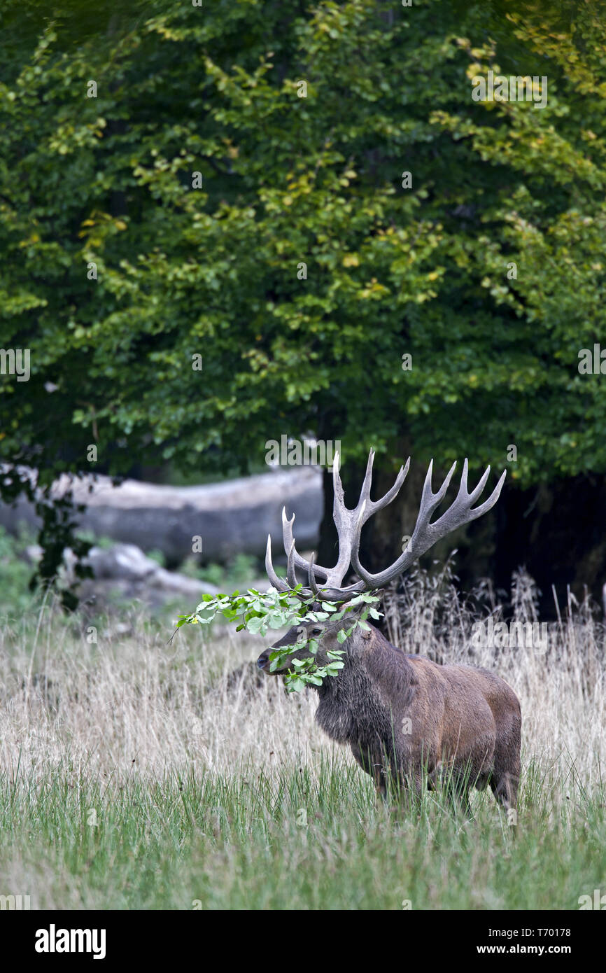 Red stag with beech branch in the antlers Stock Photo