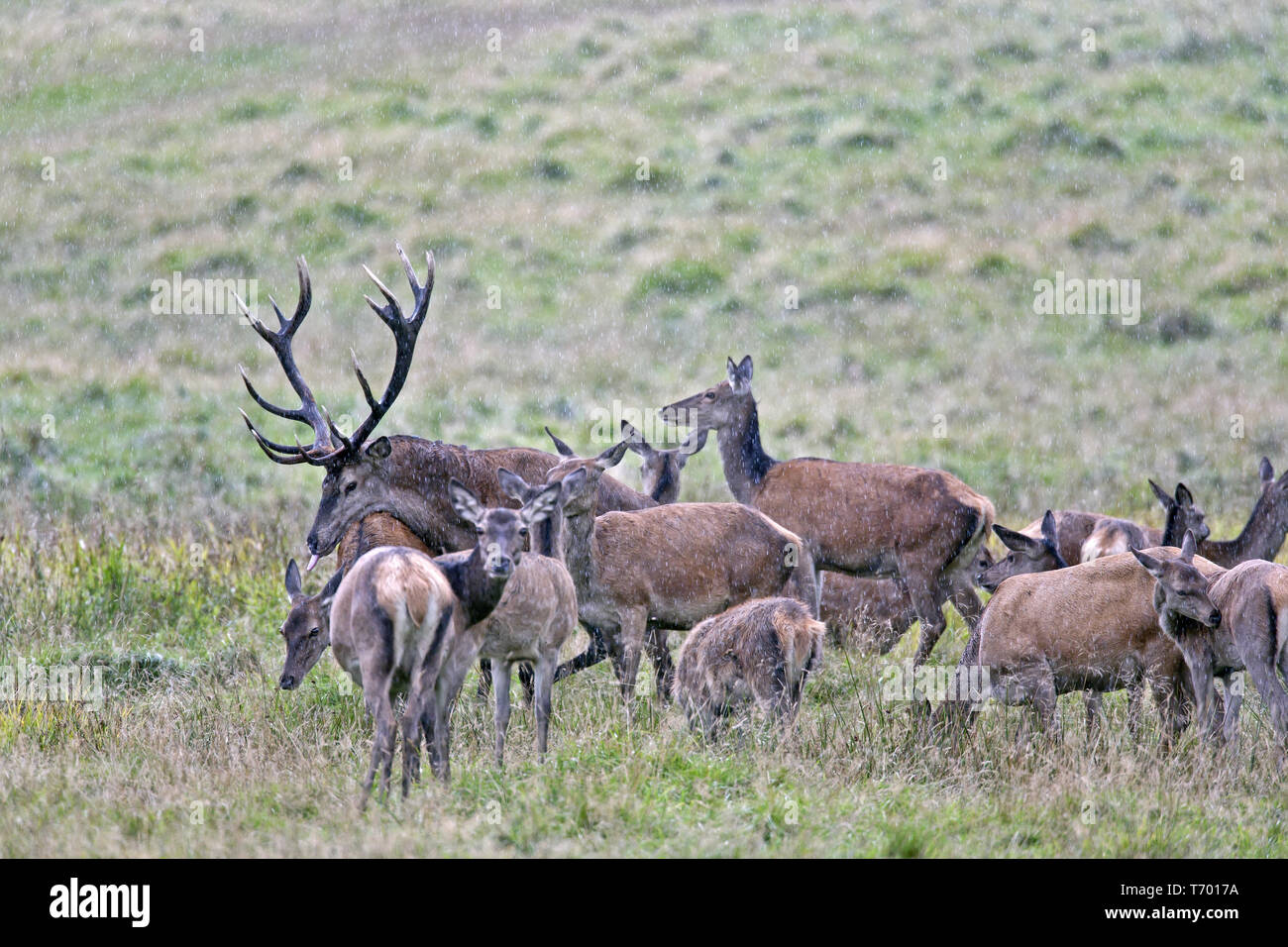 Red Deer mating Stock Photo