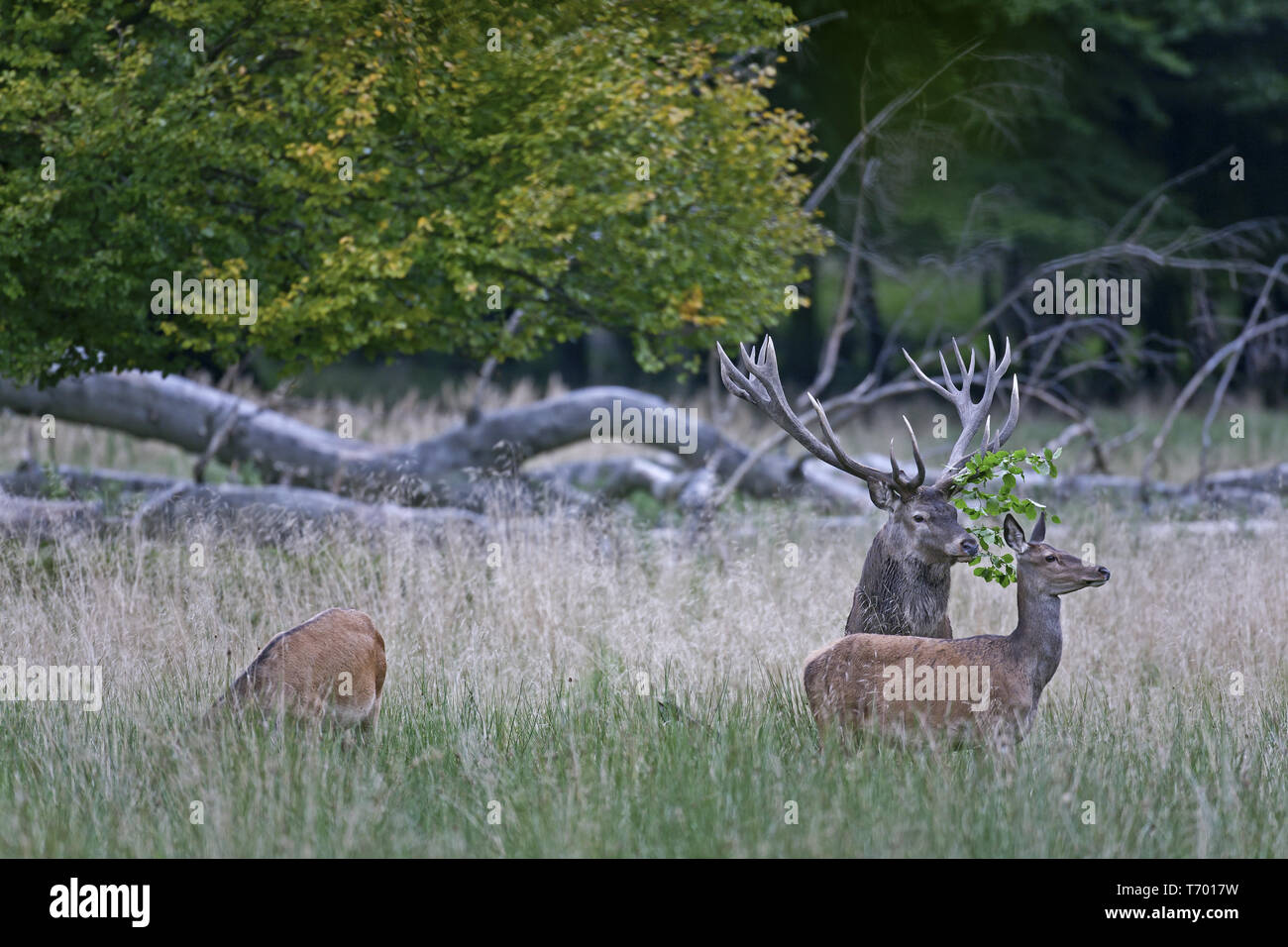 Red stag with headgear in the antlers and hinds Stock Photo