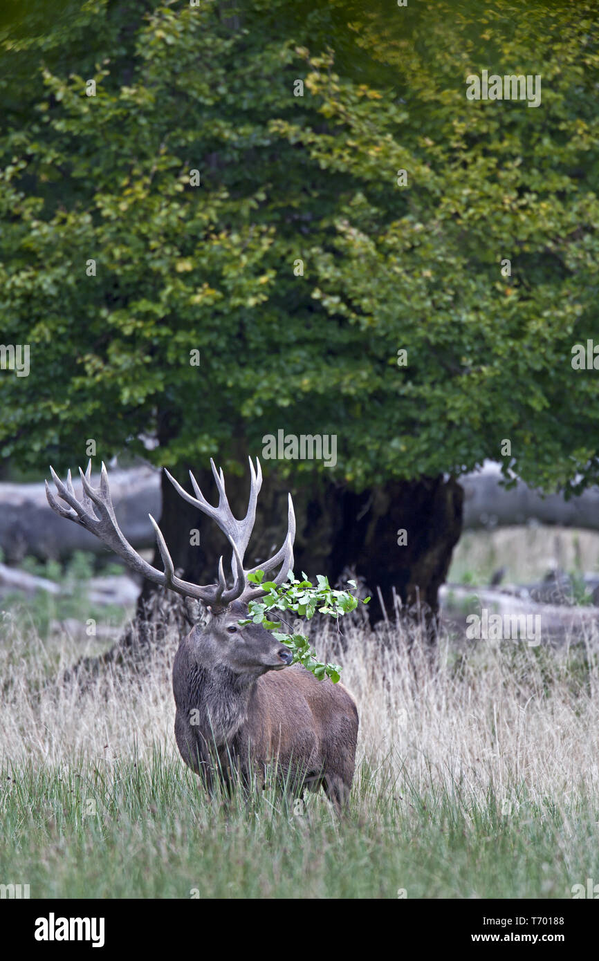 Red stag with beech branch in the antlers Stock Photo