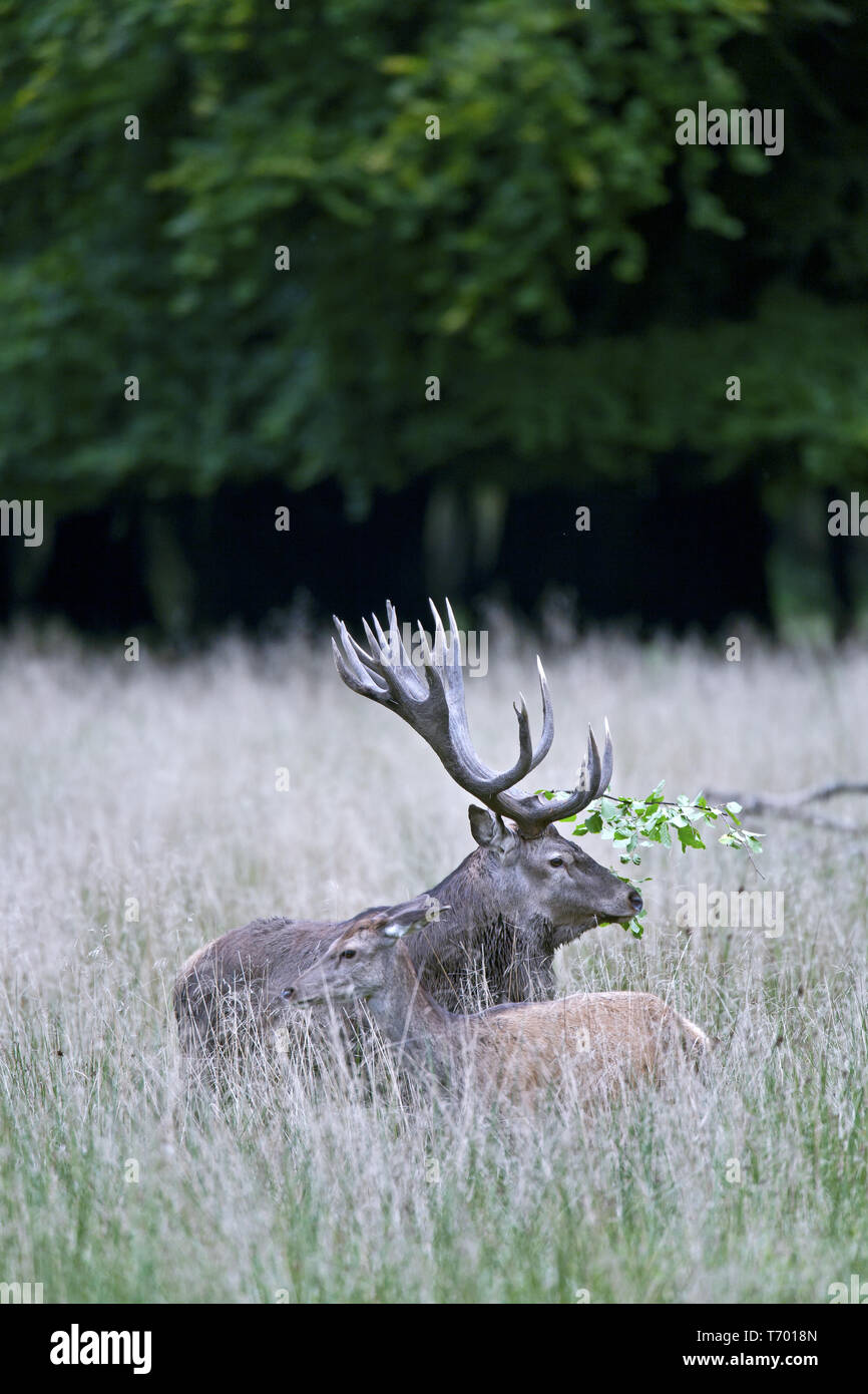 Red Deer hind and Red stag with beech branch in the antlers Stock Photo