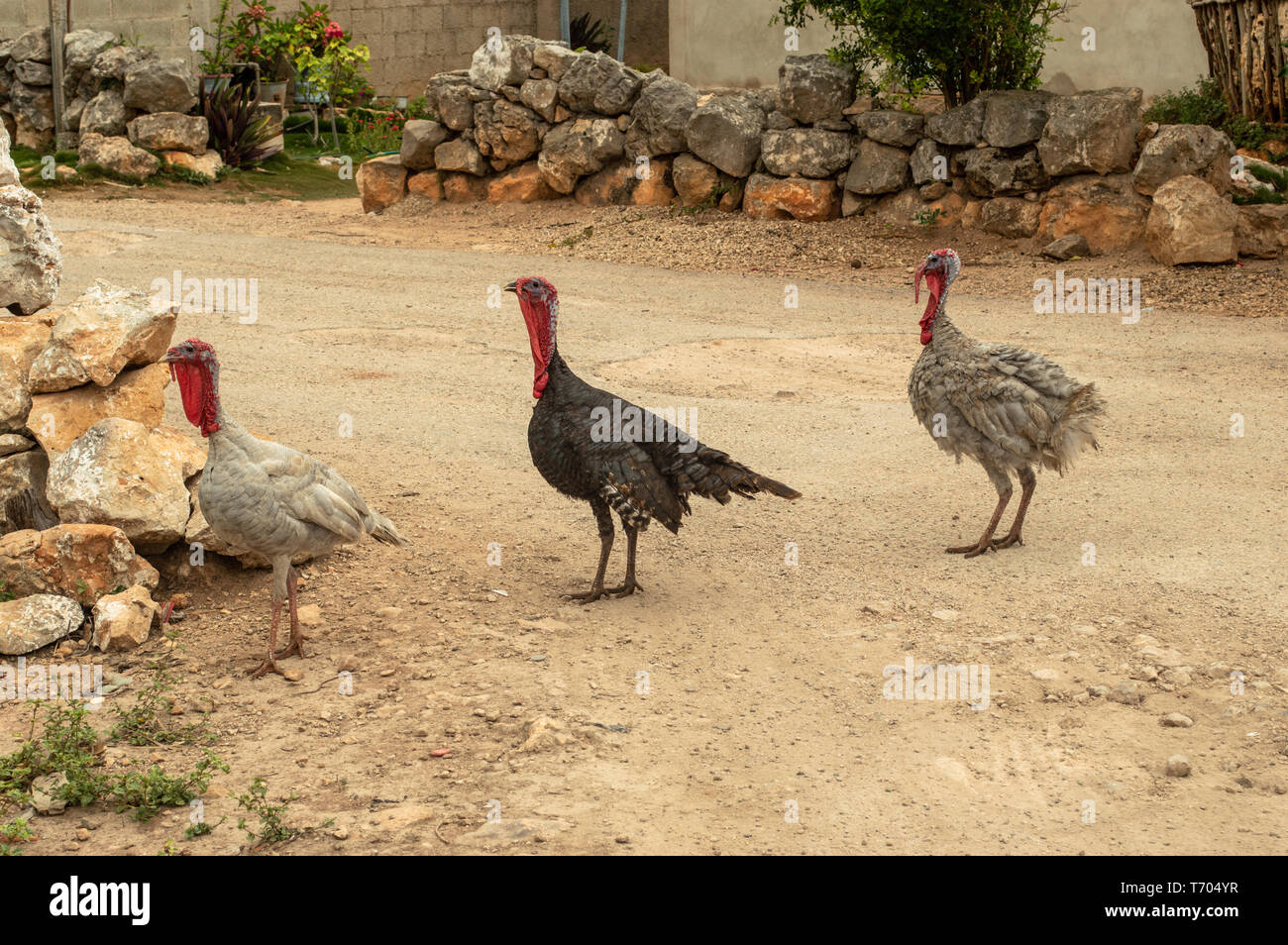 Turkeys in a little town in the Yucatan Peninsula, Mexico Stock Photo