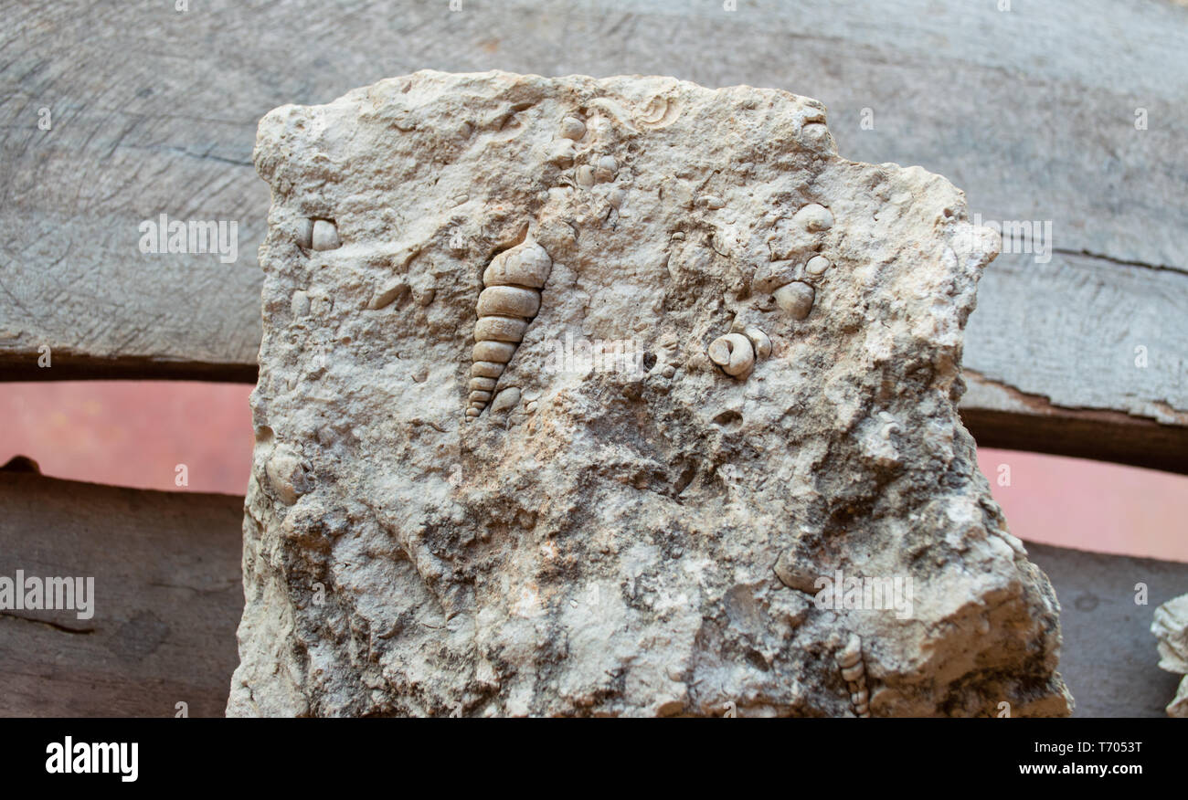 10 000 ocean fossil on limestone found in Campeche Mexico Stock Photo Alamy