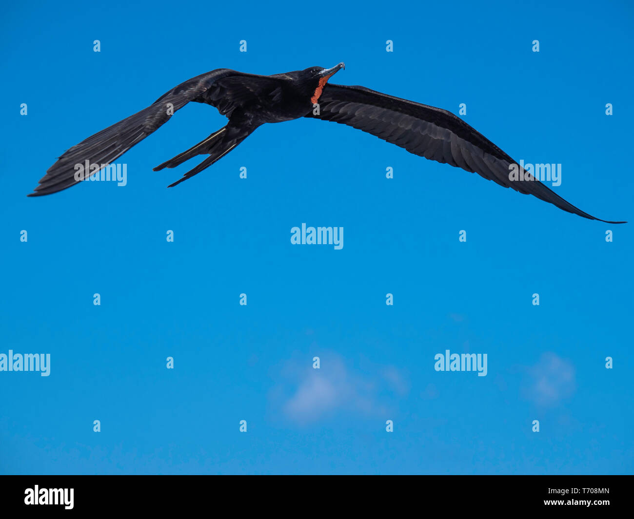 Magnificent male frigatebird soaring through the blue sky near Galapagos Islands, Ecuador Stock Photo