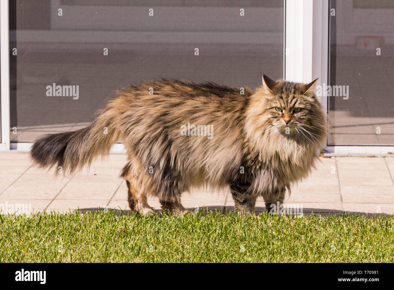 purebred siberian cat