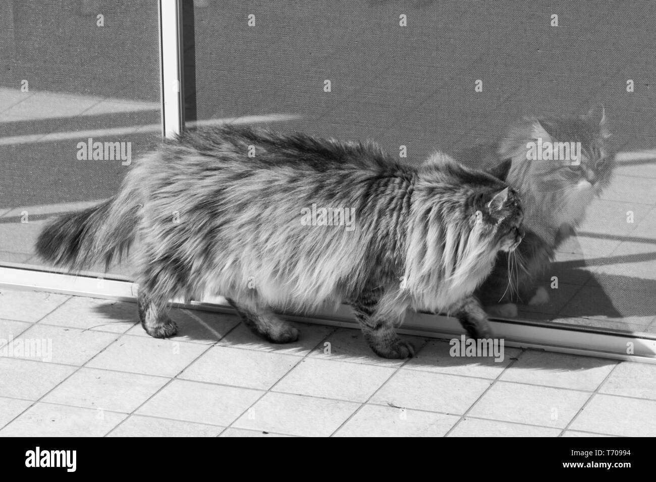 Silver Haired Black And White Stock Photos Images Alamy