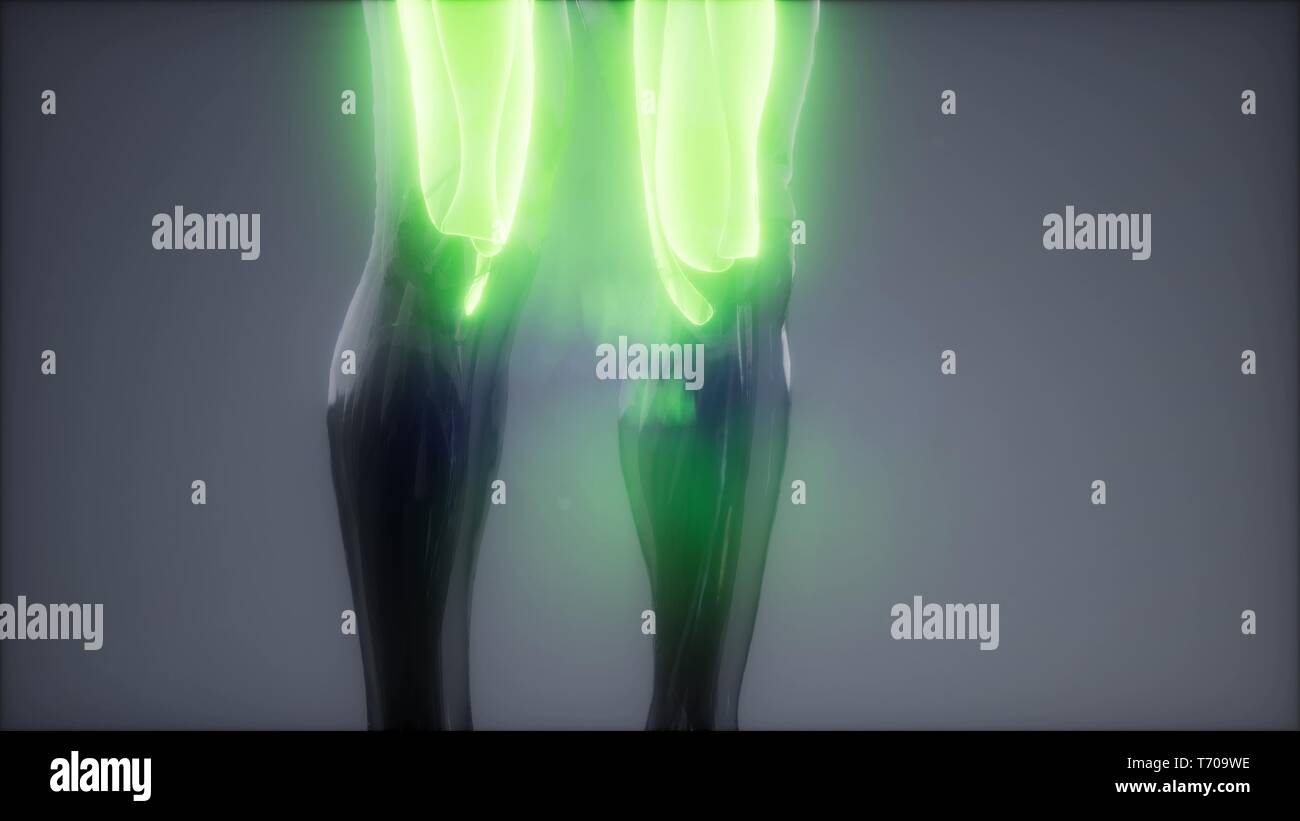 thigh muscles Visible muscle anatomy map Stock Photo Alamy