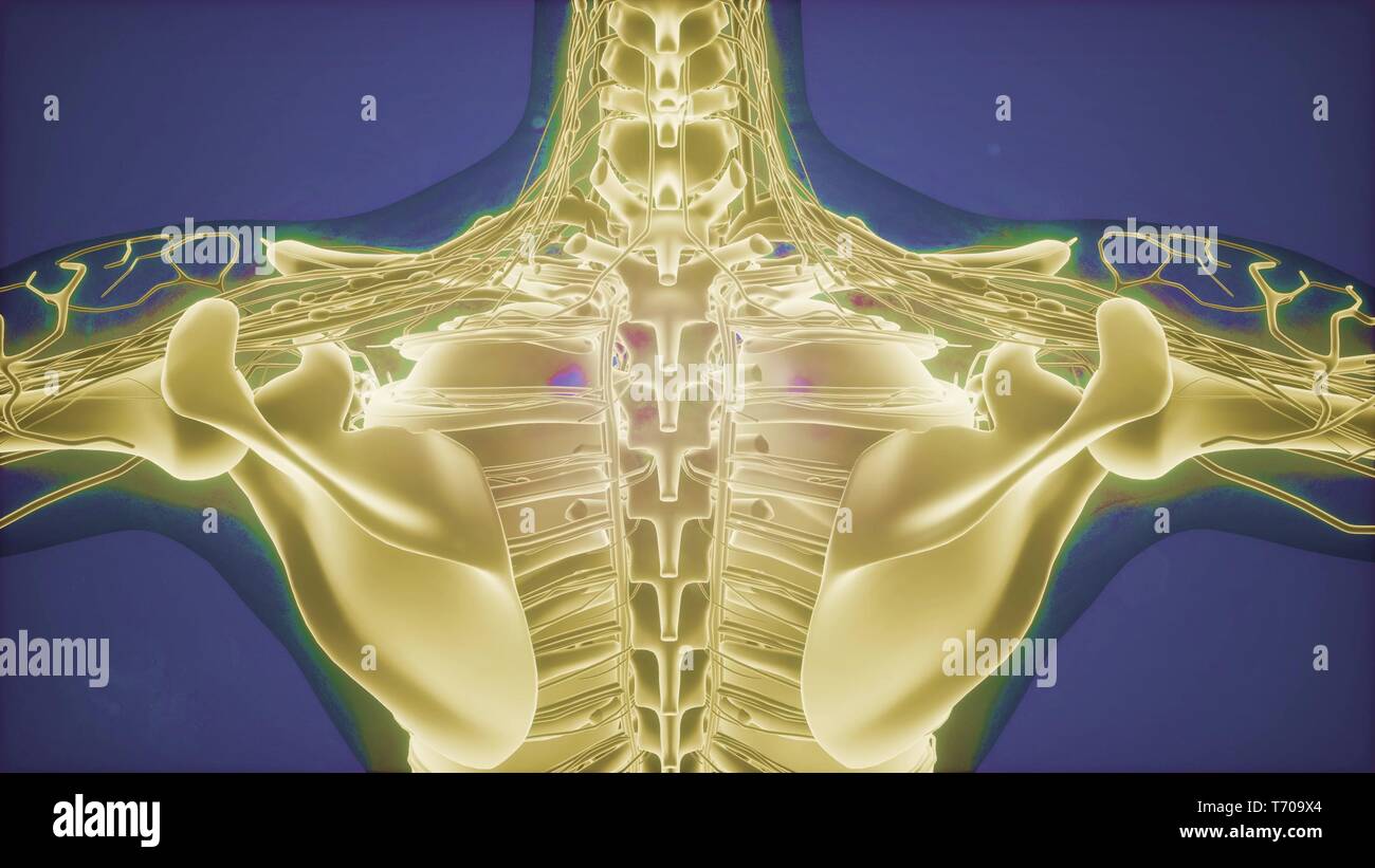 3D magnetic resonance image scan Stock Photo - Alamy