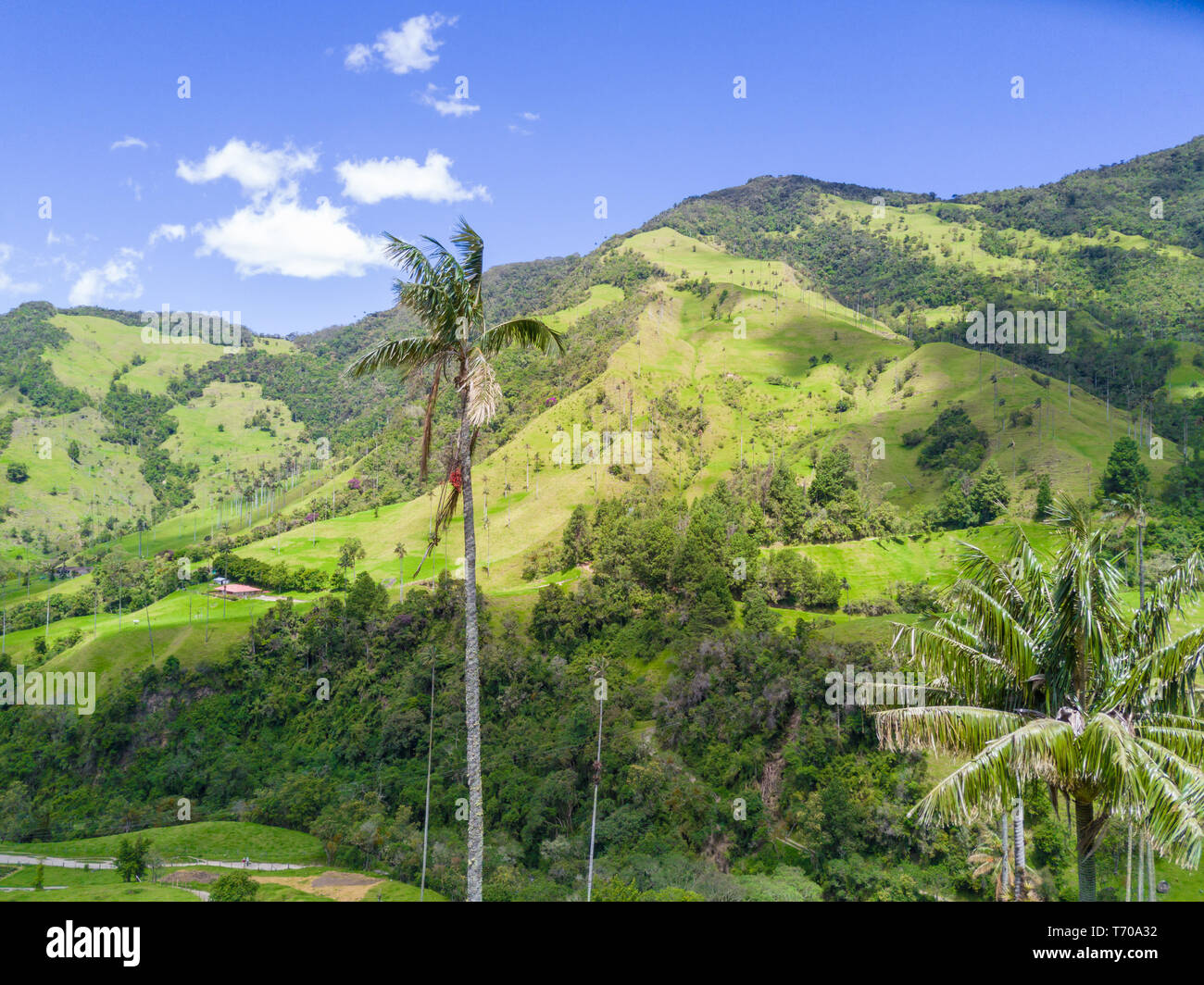 palms in the Cocora valley of Salento aerial view Stock Photo