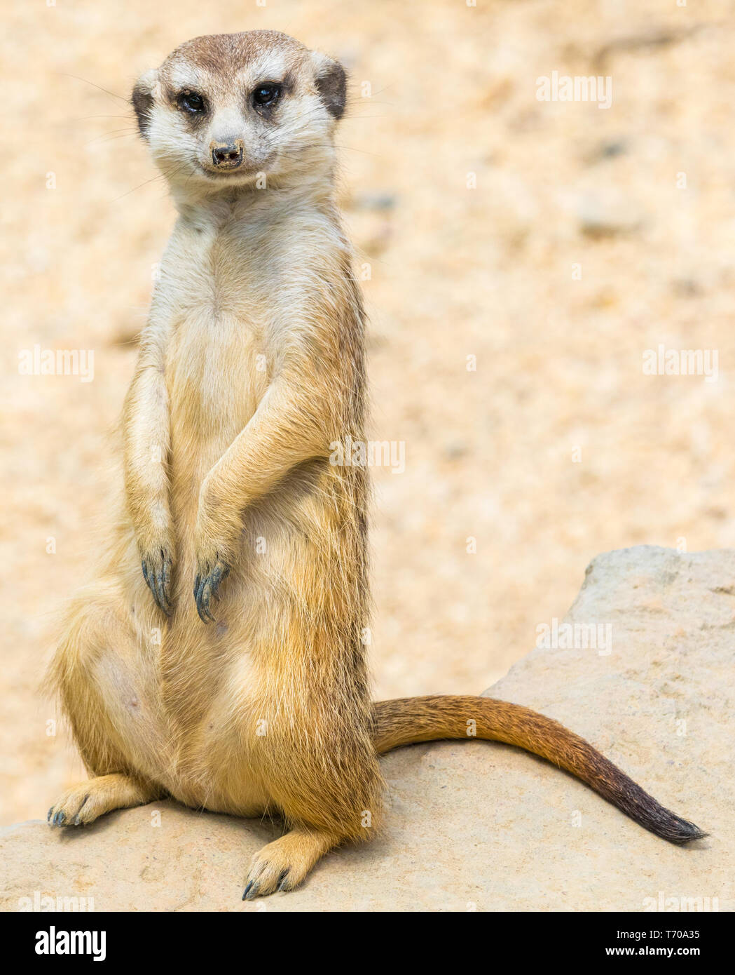 portrait of suricate in nature Stock Photo