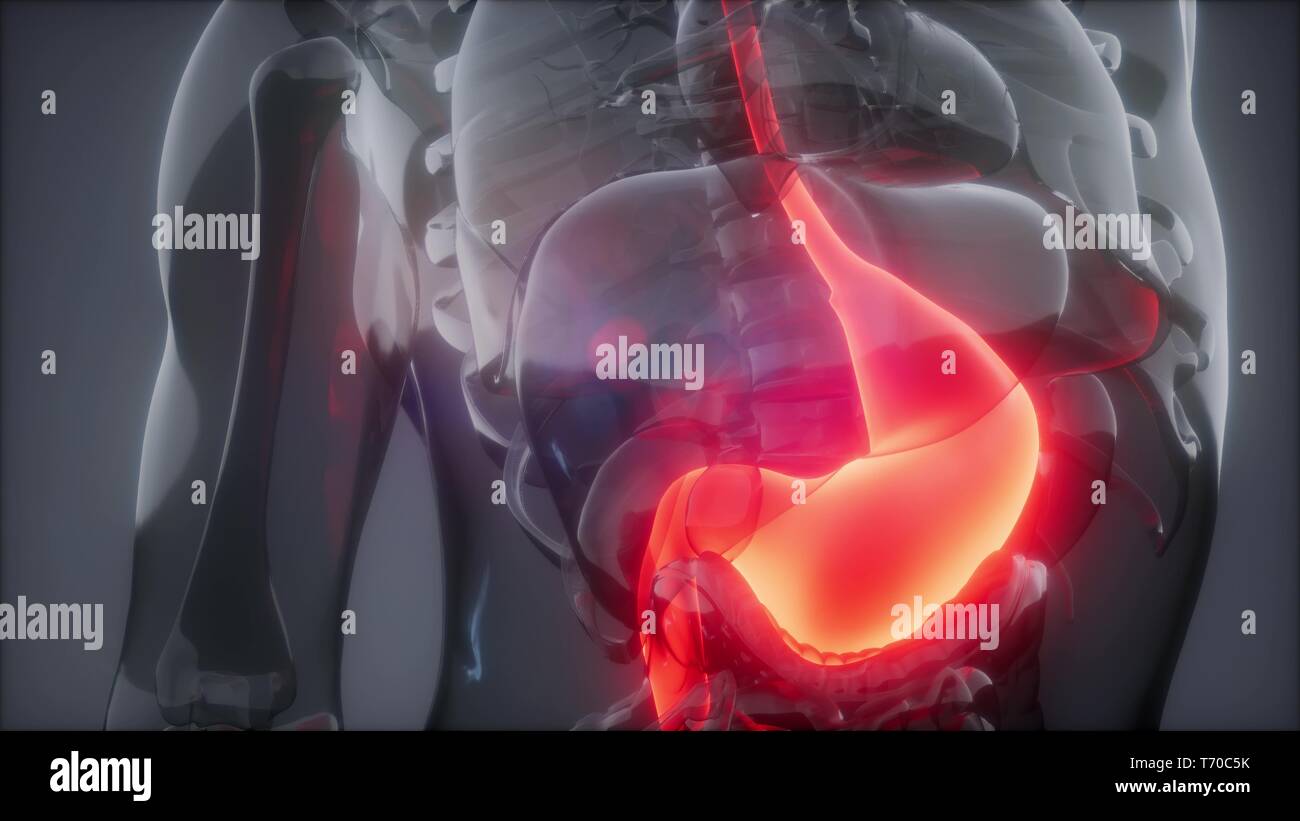 Human Stomach Radiology Exam Stock Photo Alamy