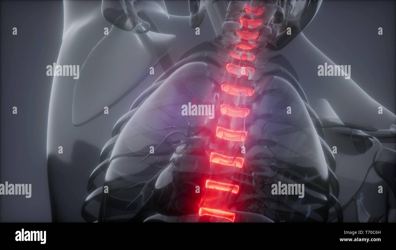 Spine Backbone High Resolution Stock Photography And Images Alamy