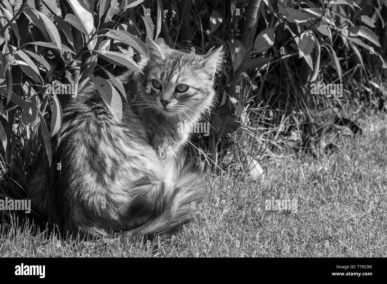 Silver Haired Black And White Stock Photos Images Alamy