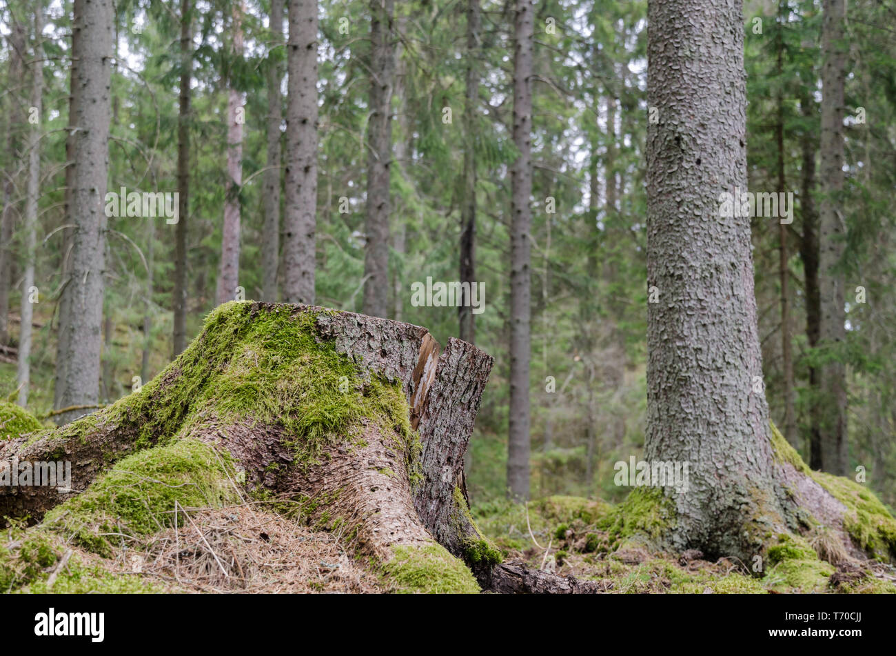 Mossy tree stump in an old coniferous spruce tree forest Stock Photo