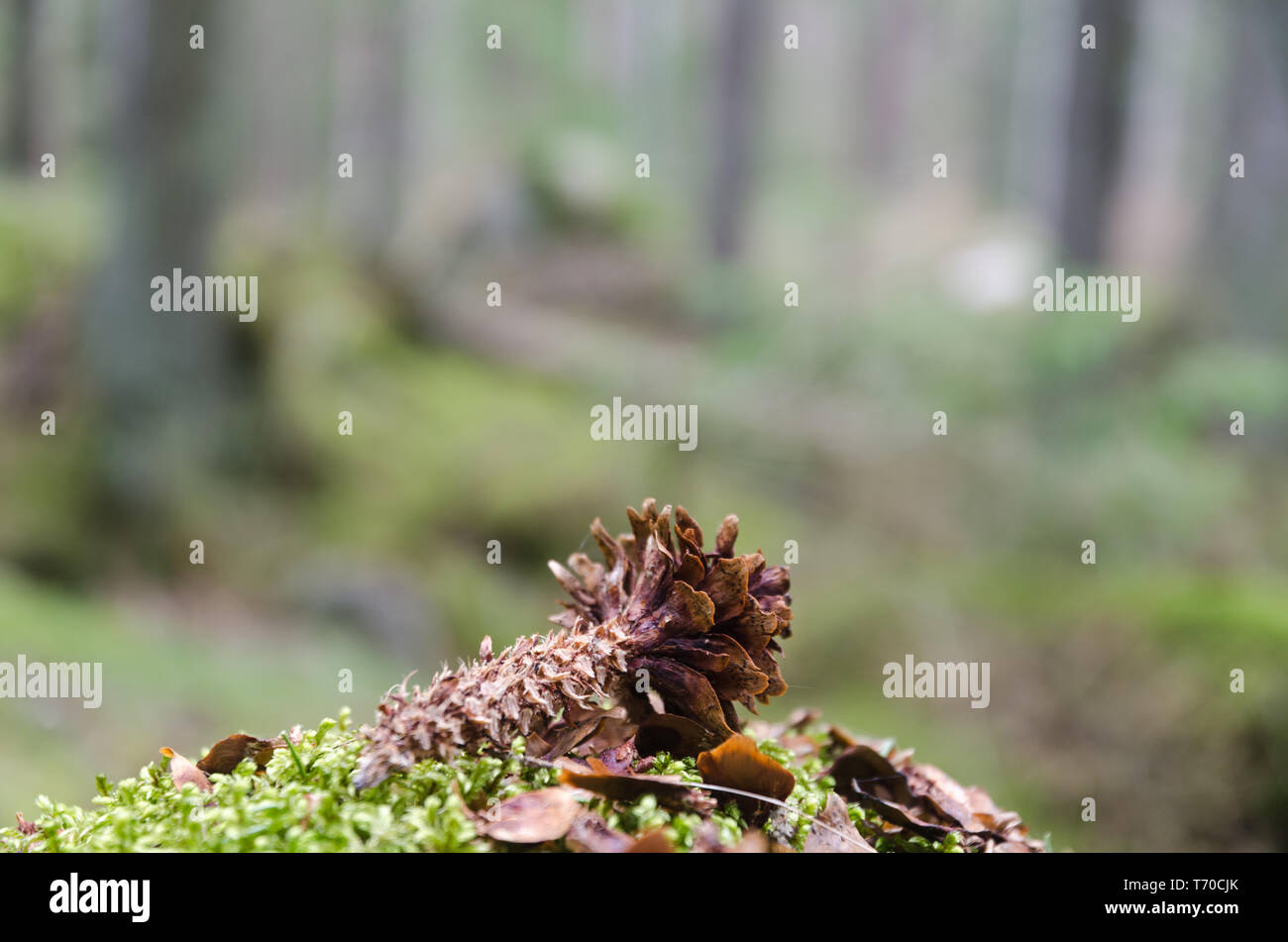 Spruce tree cone eaten by a squirrel in a coniferous forest Stock Photo