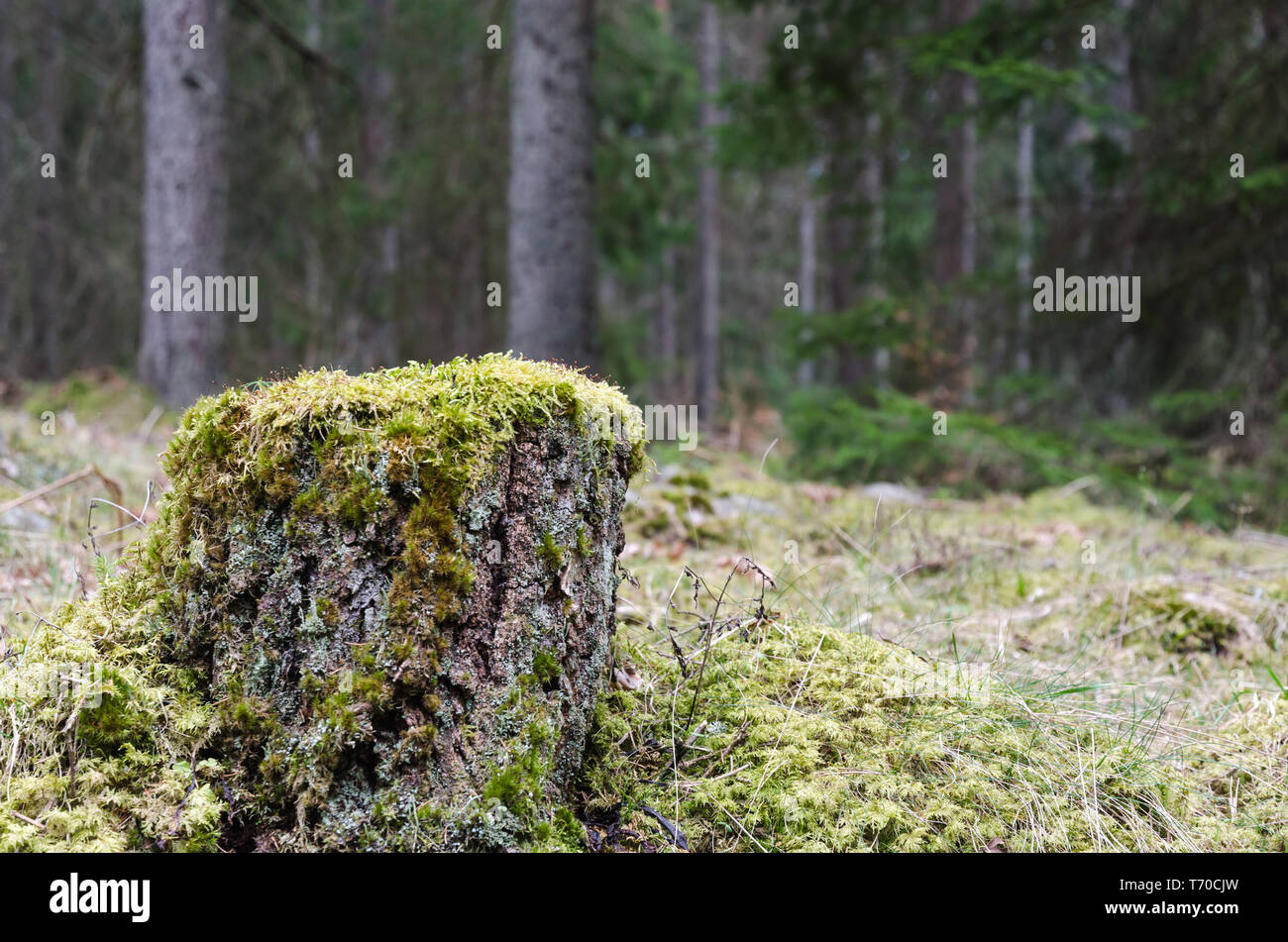 Old weathered mossy tree stump in a coniferous forest Stock Photo