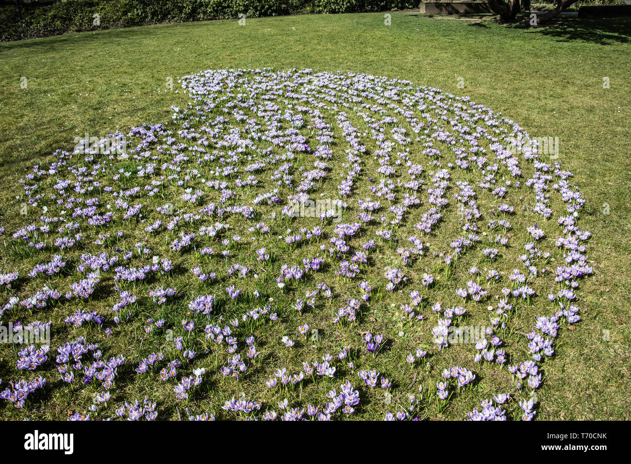 Crocuses on meadow Stock Photo