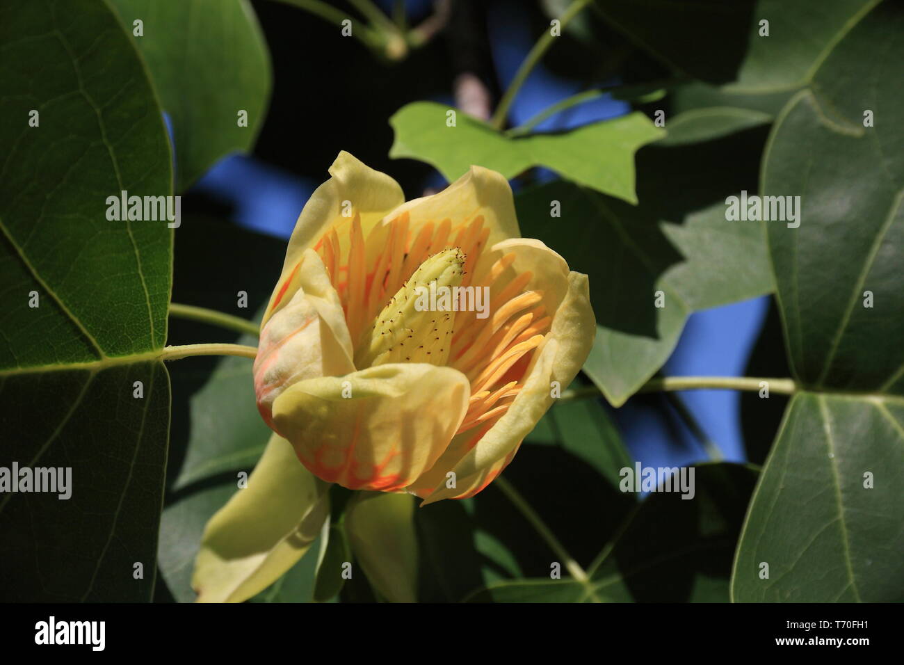 Yellow blooming tulip tree Stock Photo