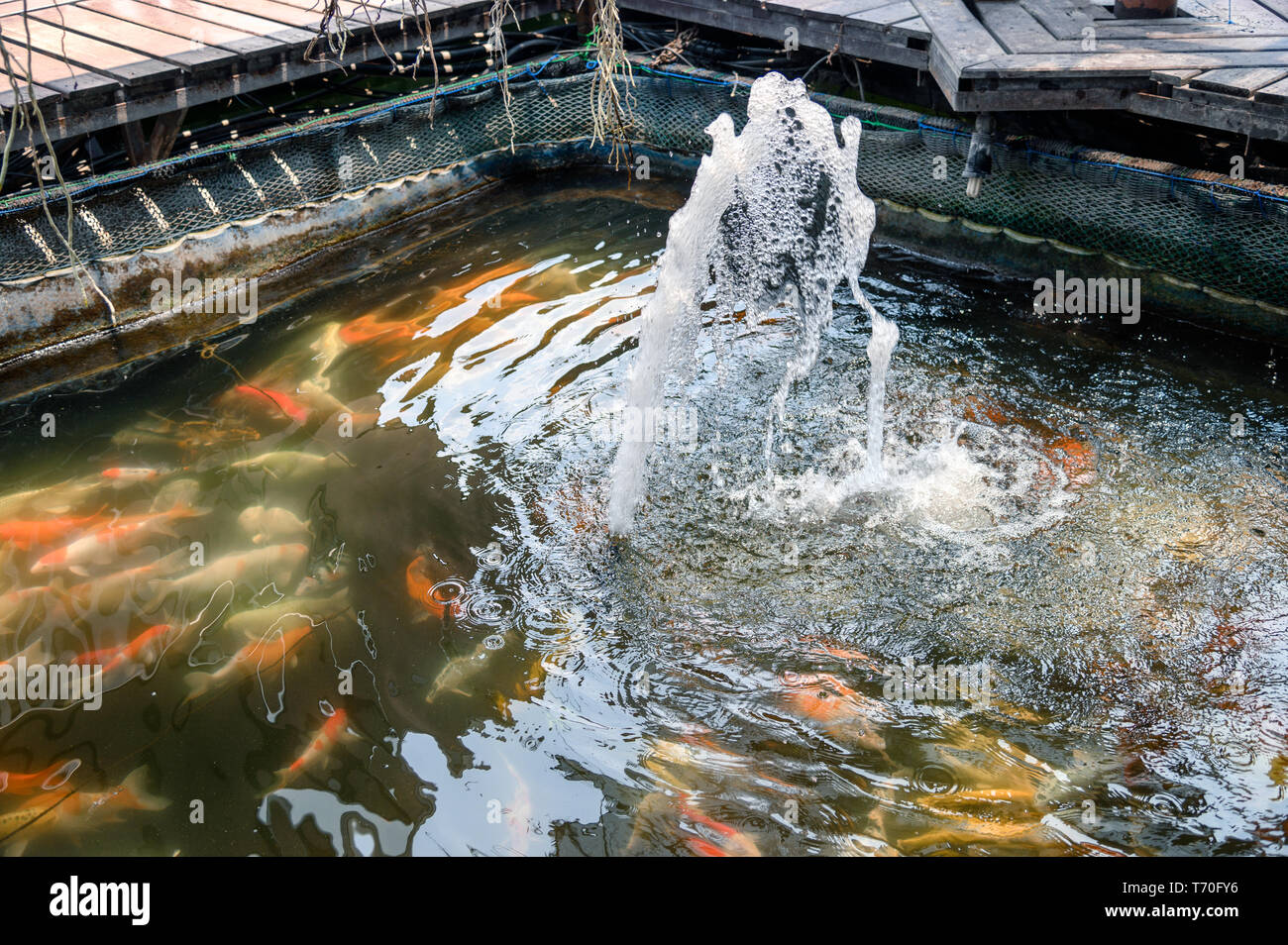 The fountain streaming with colorful koi fish swimming in pond Stock Photo Alamy