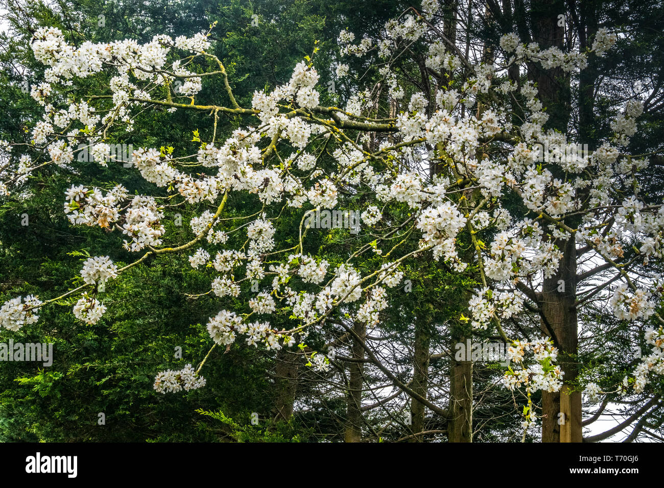 Spring flower backgrounds. small white cherry or plum blossom blurred Suitable for making background images Stock Photo