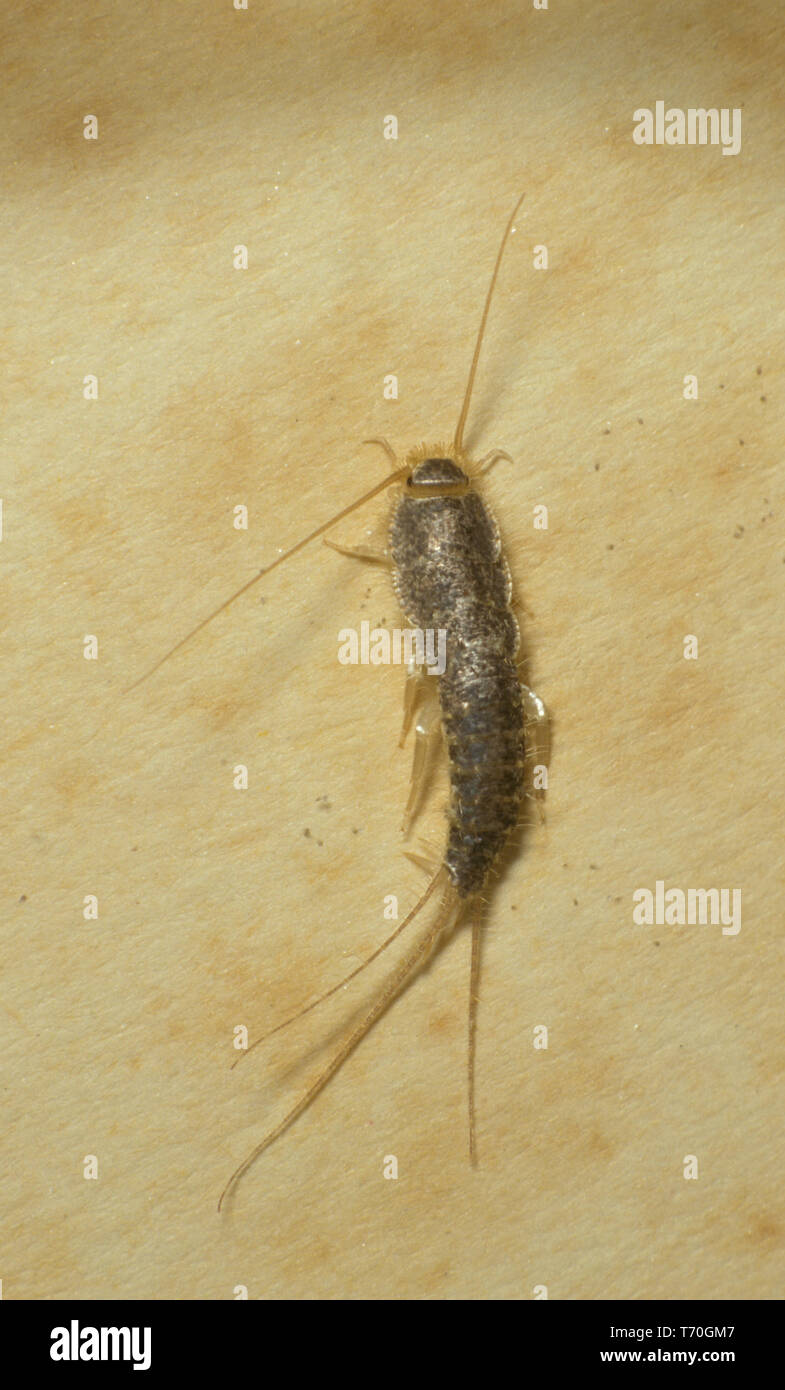 A silverfish (Lepisma saccharina) is a small, wingless insect which derives it's name from it's silver light grey colour. Stock Photo